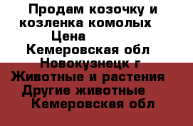 Продам козочку и козленка комолых. › Цена ­ 2 000 - Кемеровская обл., Новокузнецк г. Животные и растения » Другие животные   . Кемеровская обл.